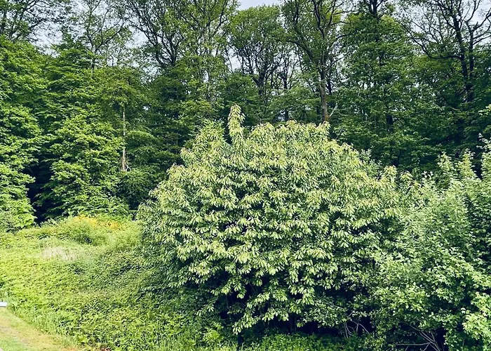 Au Bord De La Foret De Perseigne 3* Aillieres-Beauvoir